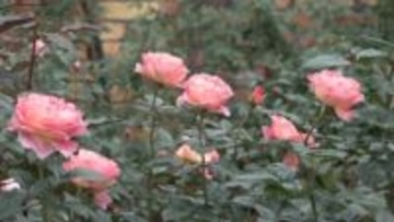 色鮮やかで香り立つバラ　園内を華やかに