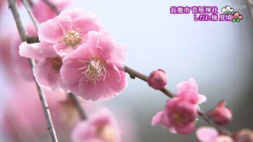 「心があたたかく」　しだれ梅見ごろ