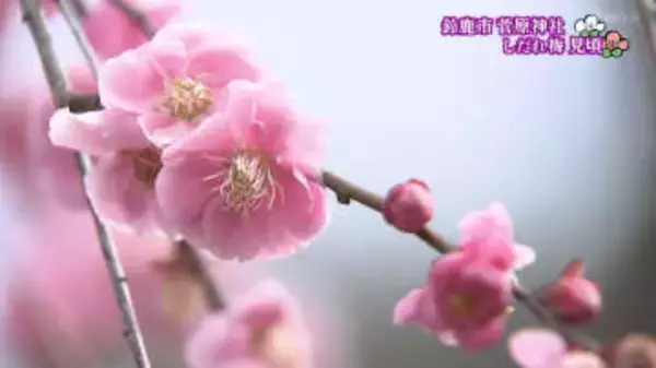 「心があたたかく」　しだれ梅見ごろ