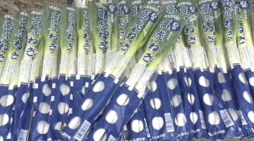 「がっしりとした長い甘いねぎが」　ブランド野菜「高虎ねぎ」を奉納