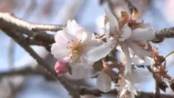 正月に咲くサクラ