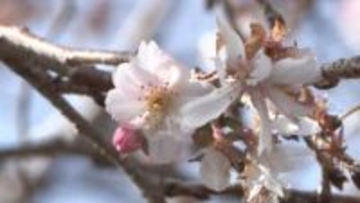 正月に咲くサクラ