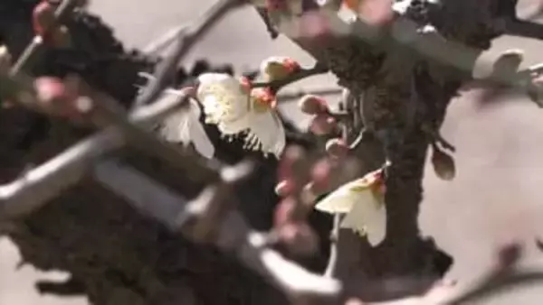 早咲きの梅ちらほら