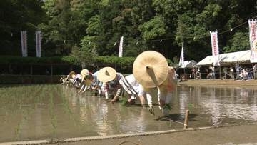 今年は「大黒」が勝利　猿田彦神社で御田祭　団扇角力で豊作占う