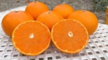 水分が多くて濃厚　ミカンの高級品種「せとか」収穫最盛期