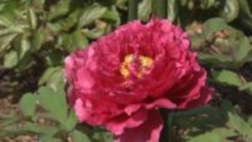 歴史ある庭園で高貴な花が次々と