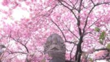 早咲きの「河津桜」が見頃　志摩市・大慈寺
