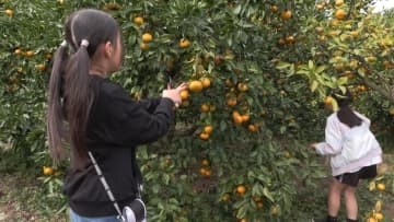 津市観光みかん狩り園　甘みが強く豊作に　11月末まで楽しめる