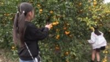 津市観光みかん狩り園　甘みが強く豊作に　11月末まで楽しめる