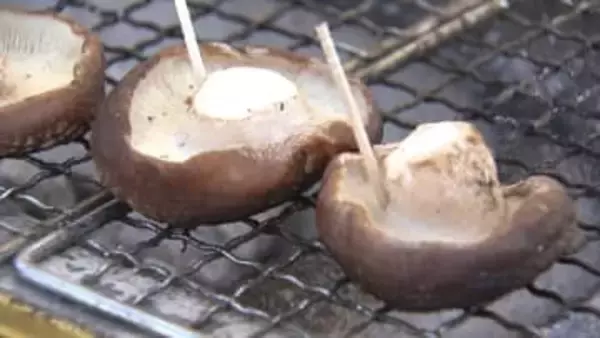 菌打ち体験も　原木しいたけフェア