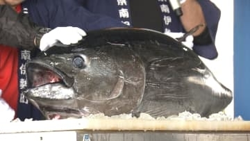 マグロ解体ショーやみかんの詰め放題でにぎわい「みなみいせまつり」