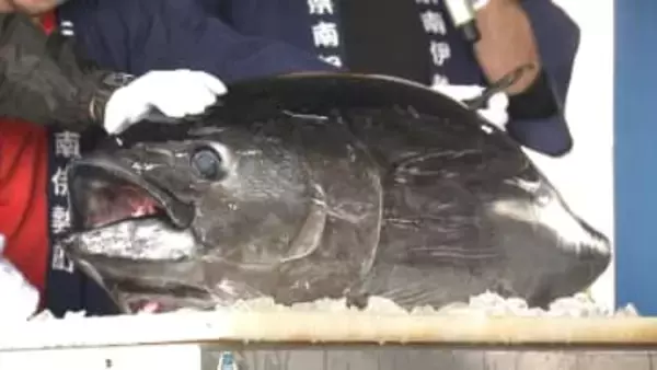 マグロ解体ショーやみかんの詰め放題でにぎわい「みなみいせまつり」