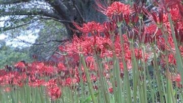 約900メートルの桜並木沿いにヒガンバナ　津市の北神山花街道で見頃へ