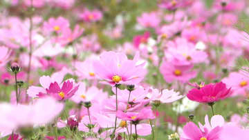 迷路も楽しめるコスモス畑　11月中旬まで　三重・津市