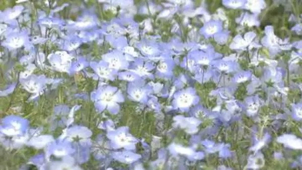 一面に広がる青の絨毯　なばなの里のネモフィラ
