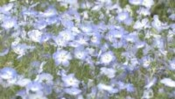 一面に広がる青の絨毯　なばなの里のネモフィラ