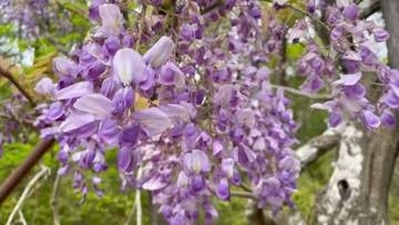 香りに包まれる春の景色　フジの花咲く　三重・熊野市