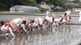 「笛や太鼓に合わせて苗を手植え　室町時代から続く「神田御田植初」」の画像1