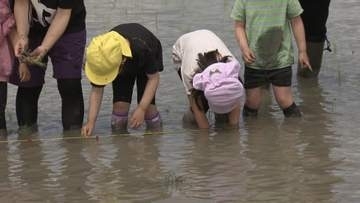 園児が田植え体験　菰野町で食の大切さ学ぶ