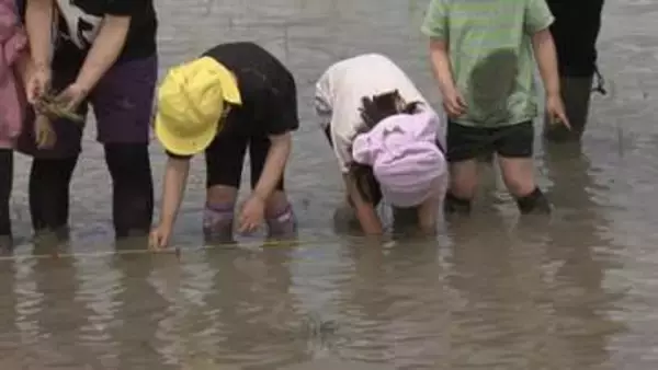 園児が田植え体験　菰野町で食の大切さ学ぶ