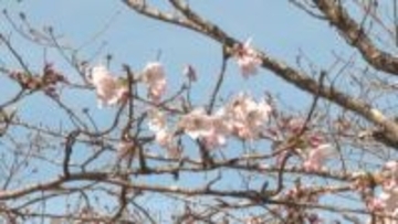 玄工山のソメイヨシノは今週見頃へ　天満荘では枝垂れ桜が魅了