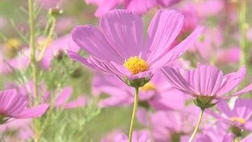 津市のかざはやの里でコスモス見頃　秋桜まつりは11月15日まで