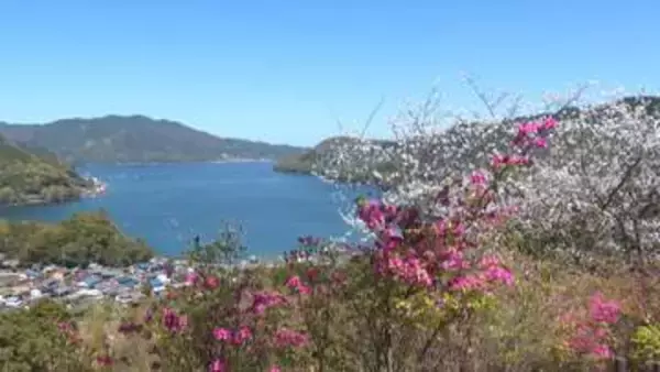 尾鷲に春の絶景　希少ツツジ見ごろ