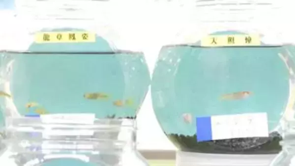 新品種「龍鱗」は1匹1万5千円　珍しいメダカ約200種を展示即売　「メダカの大祭典in松菱」