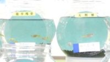 新品種「龍鱗」は1匹1万5千円　珍しいメダカ約200種を展示即売　「メダカの大祭典in松菱」