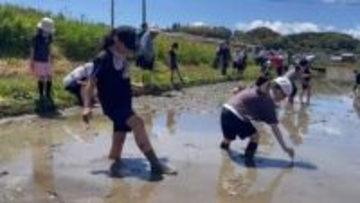 「苗が立つと嬉しかった」　小学生が田植え体験　米作り通して食について考える