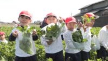 「一週間なばな生活に」　子どもたちが収穫体験