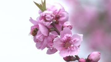 亡き夫との思い出ともに　春の気配　「花桃」見ごろ