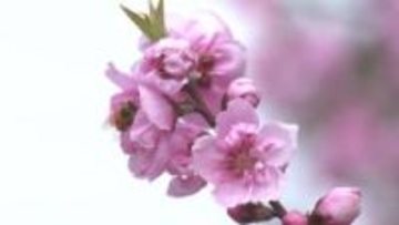 亡き夫との思い出ともに　春の気配　「花桃」見ごろ
