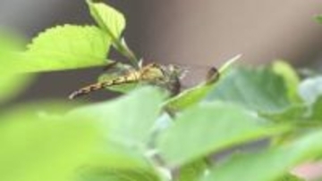 30種近いトンボ生息　親子昆虫観察会
