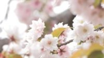 全国4本の希少桜　いなべでコノハナザクラ見頃