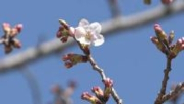三重県津市の桜が開花　平年より5日・去年より4日早く