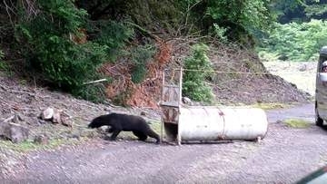 クマ繁殖期迎え警戒強化　県が対策呼びかけ　三重
