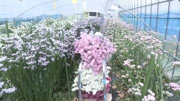 出荷ピーク　色彩豊かなスターチスと清楚なカスミソウ