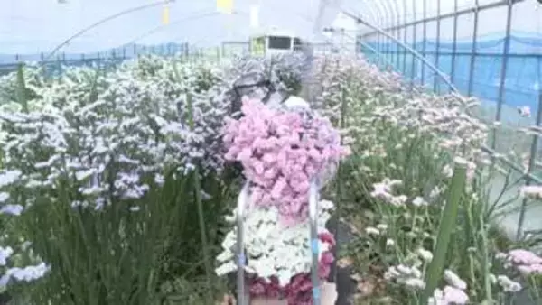 出荷ピーク　色彩豊かなスターチスと清楚なカスミソウ