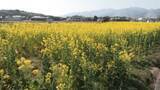 「休耕地で菜の花が満開」の画像1