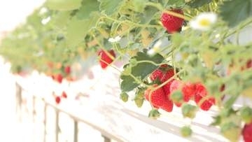 「トリックスイチゴファーム」開園　園児がいちご狩り楽しむ