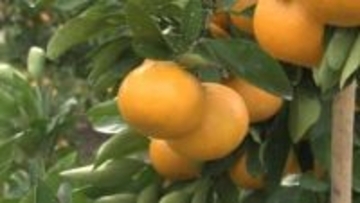 特徴やこだわりなど理解深める　みかんの産地見学で生産者と交流　三重・多気町