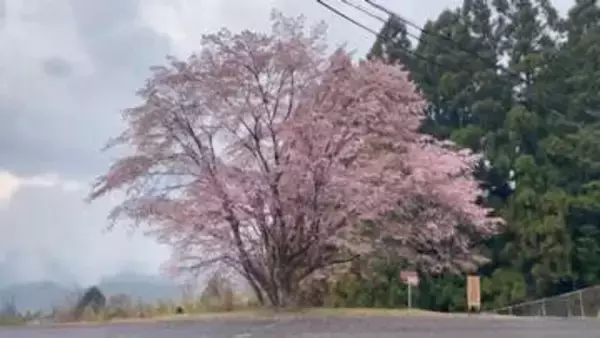 紀伊半島に自生する希少なクマノザクラ　例年より2週間早く開花