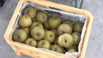 甘みたっぷり松阪梨　お盆前に出荷ピーク　三重・松阪市