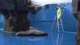 「鳥羽水族館で海獣たちの水槽　年末恒例の大掃除」の画像1