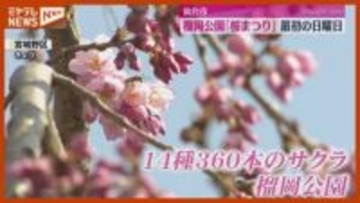 「飲んで食べて踊って歌って」榴岡公園『桜まつり』最初の日曜日…早くも花見（仙台市）