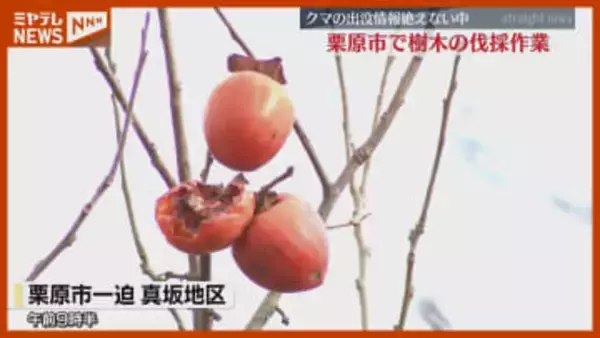 “クマ”を引き寄せる一因…カキやクリなど樹木の伐採 始まる「思い切って切ろうと」（宮城・栗原市）