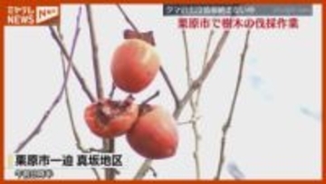 “クマ”を引き寄せる一因…カキやクリなど樹木の伐採 始まる「思い切って切ろうと」（宮城・栗原市）