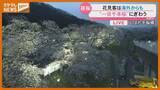 「満開目前！一目千本桜を中継で　気になる花見会場のゴミ問題は今　宮城」の画像1
