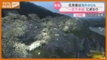 満開目前！一目千本桜を中継で　気になる花見会場のゴミ問題は今　宮城